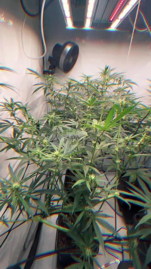 Zesty Bliss - Paradise Seeds