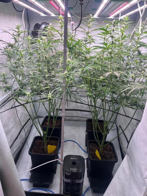 Zesty Bliss - Paradise Seeds. Week 9 - 01.10. F33