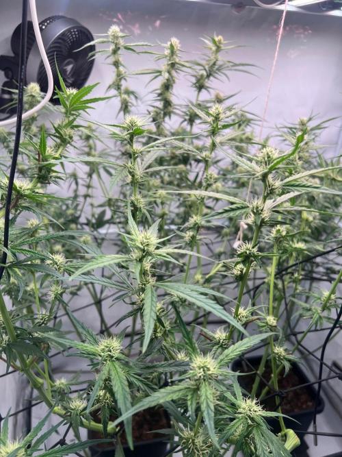 Zesty Bliss - Paradise Seeds. Week 9 - 01.10. F33