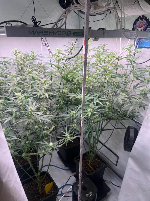 Zesty Bliss - Paradise Seeds. Week 9 - 01.10. F33