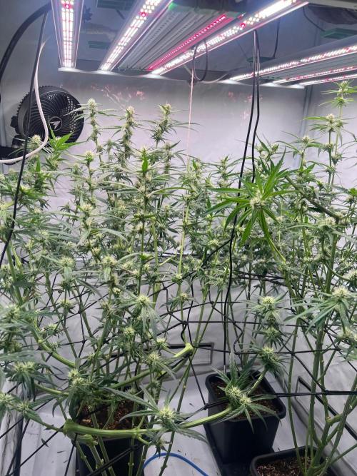 Zesty Bliss - Paradise Seeds. Week 9 - 01.10. F33