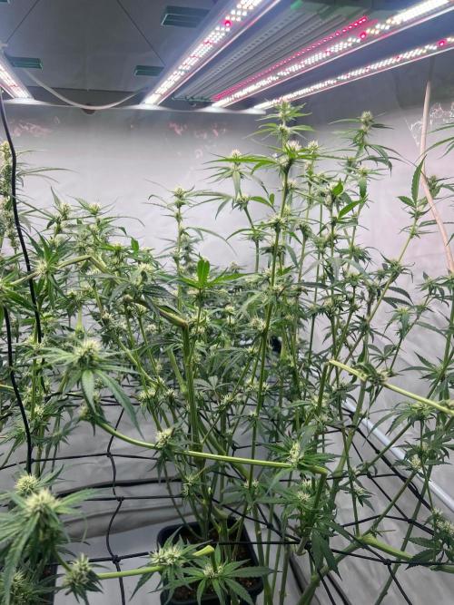 Zesty Bliss - Paradise Seeds. Week 9 - 01.10. F33