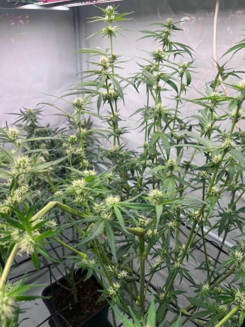 Zesty Bliss - Paradise Seeds. Week 9 - 01.10. F33