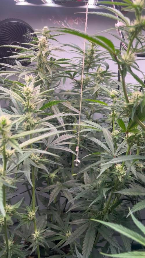 Zesty Bliss - Paradise Seeds. Week 9 - 01.10. F33