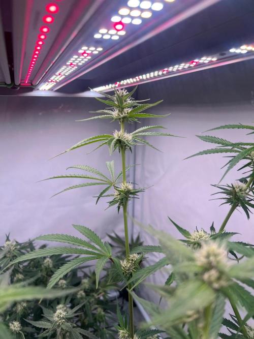 Zesty Bliss - Paradise Seeds. Week 9 - 01.10. F33