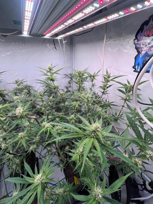 Zesty Bliss - Paradise Seeds. Week 10 - 07.10. F39