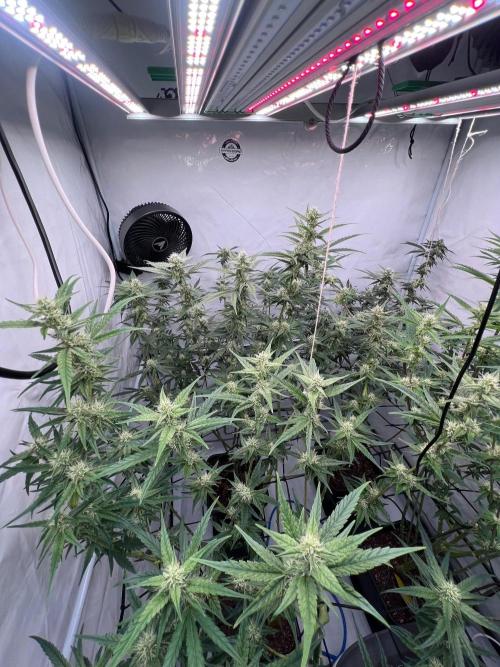Zesty Bliss - Paradise Seeds. Week 10 - 07.10. F39