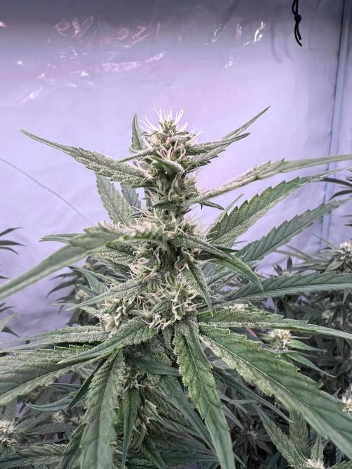 Zesty Bliss - Paradise Seeds. Week 10 - 07.10. F39