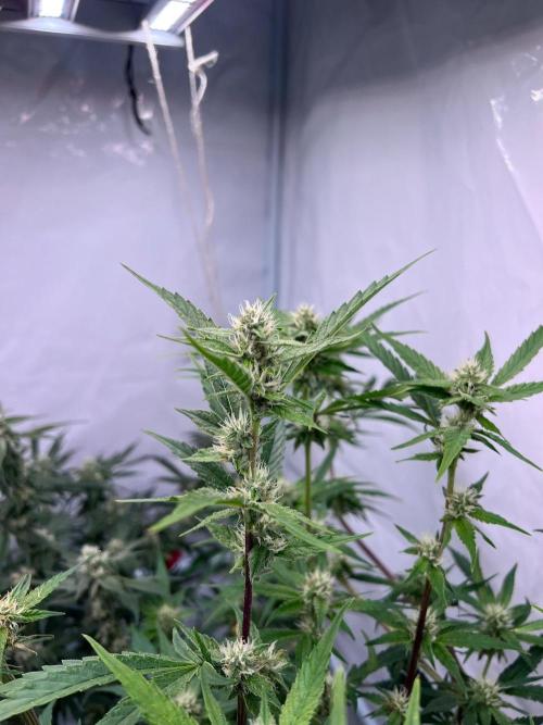 Zesty Bliss - Paradise Seeds. Week 10 - 07.10. F39