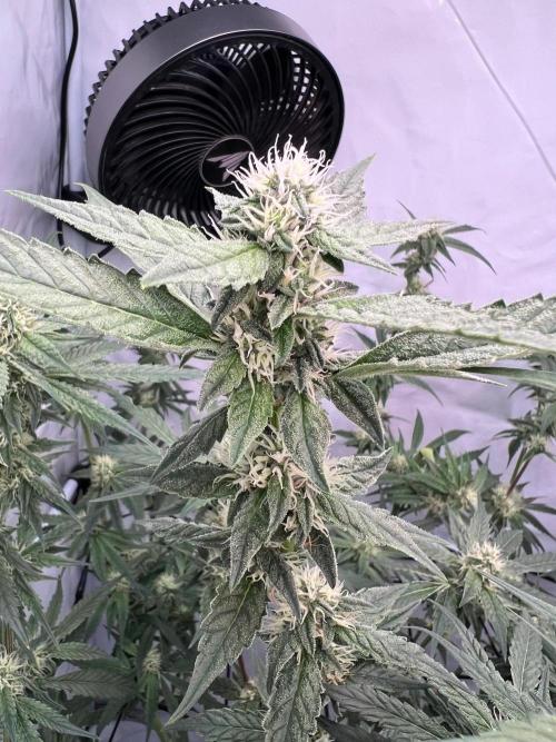 Zesty Bliss - Paradise Seeds. Week 10 - 07.10. F39