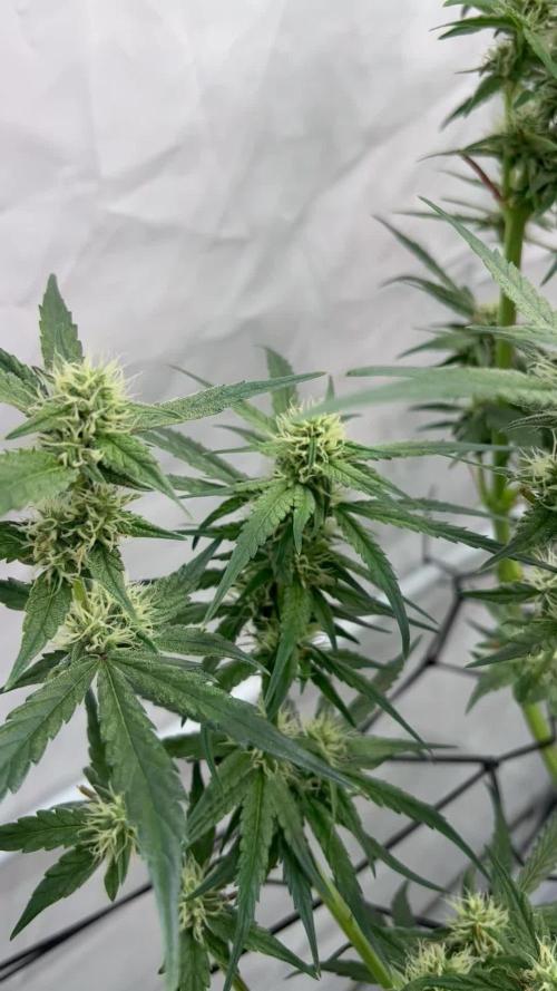 Zesty Bliss - Paradise Seeds