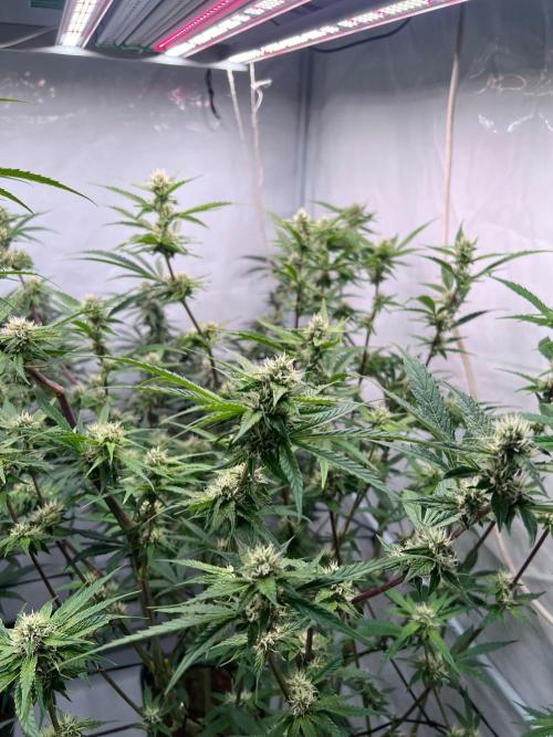 Zesty Bliss - Paradise Seeds. Week 11 - 10.10. F42
