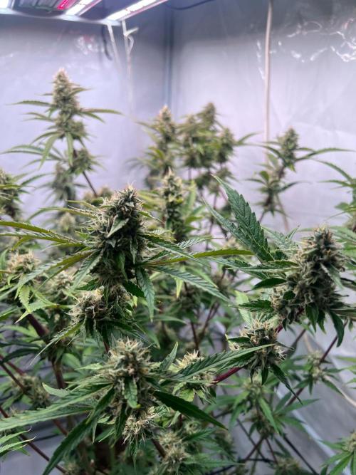 Zesty Bliss - Paradise Seeds. Week 13 - 25.10. F57