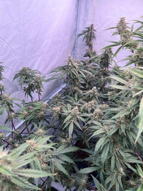 Zesty Bliss - Paradise Seeds. Week 13 - 25.10. F57