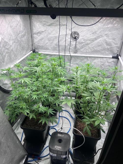 RS11 - Barney’s Farm. Week 7 - 18.10. F15