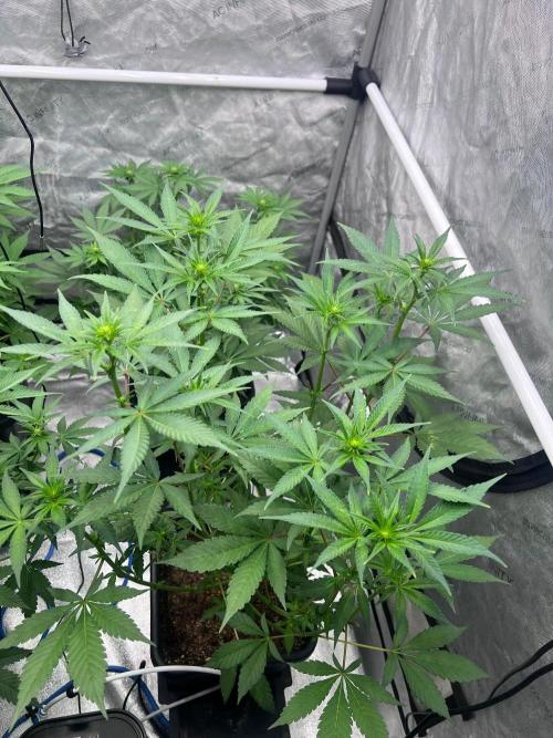 RS11 - Barney’s Farm. Week 7 - 18.10. F15