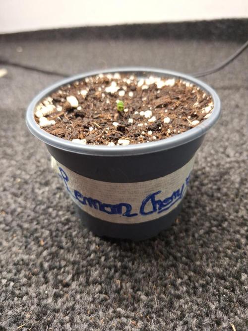3 Damen on Go 2026. Week 0 - Am 08.05.26 gekeimt