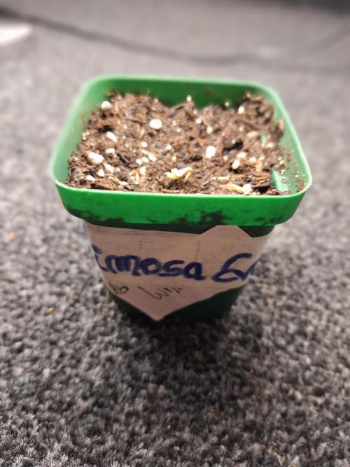 3 Damen on Go 2026. Week 0 - Am 07.05.26 gekeimt