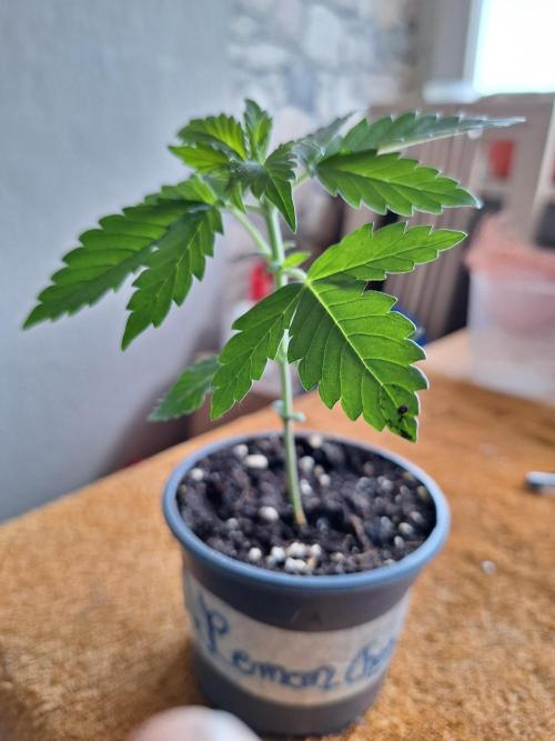 3 Damen on Go 2026. Week 2 - Lemon Cherry Gelato ... Vegi Start bei einer Grösse von 11,5cm 