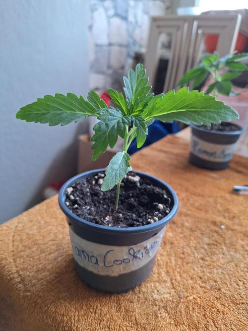 3 Damen on Go 2026. Week 2 - Tropicana Cookies .. Start in die Vegi bei einer Grösse von 8,5 cm