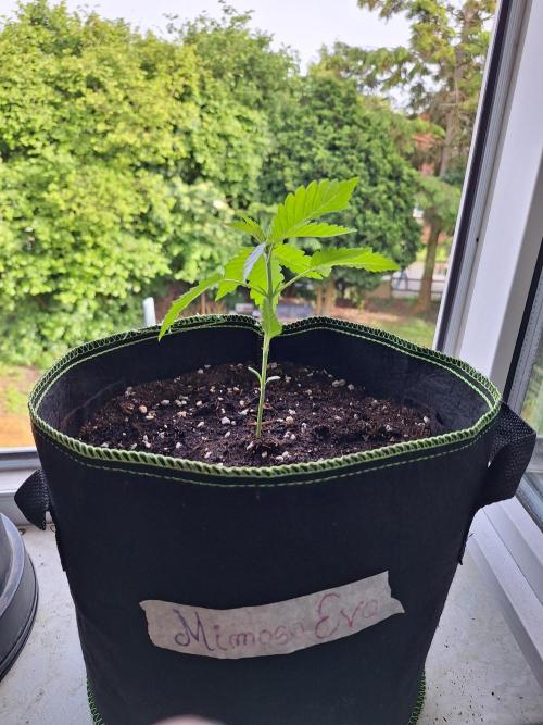 3 Damen on Go 2026. Week 2 - Mimosa Evo ... Vegi startet durch bei einer Grösse von 14,0cm 