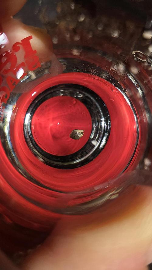 Hanfzwerg. Week 0 - 02. September: Keimung im Wasserglas umd am 03. September waren die Samen geöffnet.
