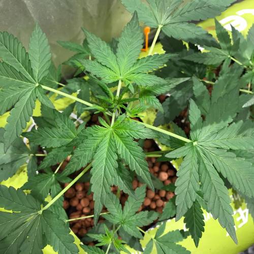 Custom Breeder & Strain Rainbow Moonstone grow journal by Babnik GrowDiaries