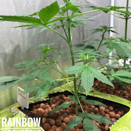 Custom Breeder & Strain Rainbow Moonstone grow journal by Babnik GrowDiaries