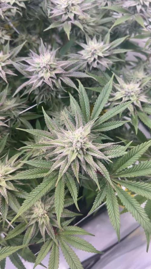 Lit Farms Rainbow zoap