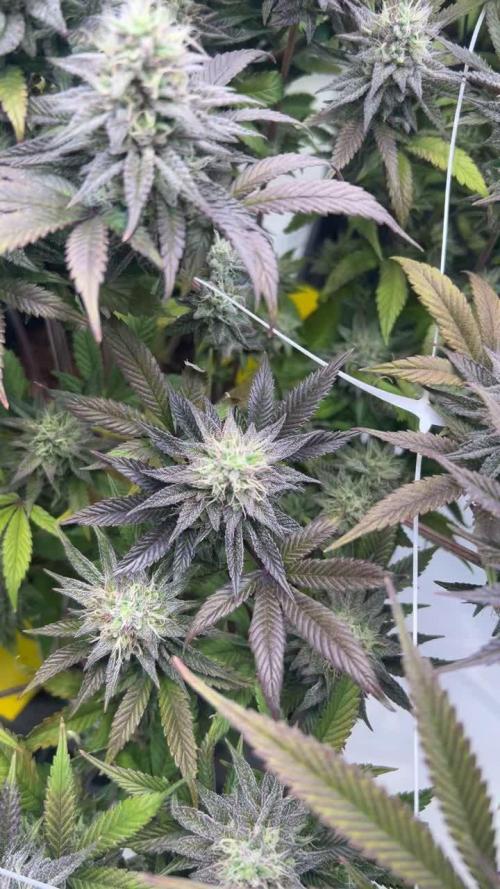 Lit Farms Rainbow zoap