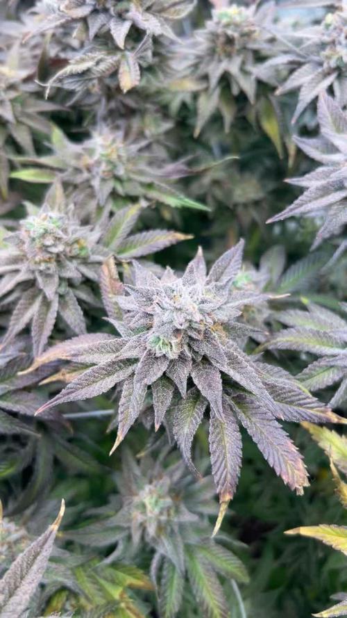 Lit Farms Rainbow zoap