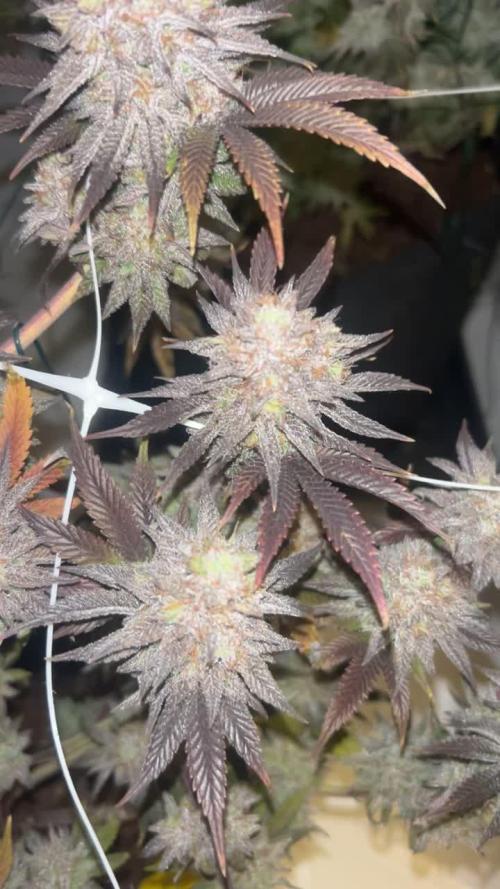 Lit Farms Rainbow zoap