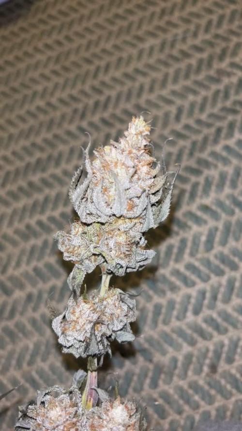 Lit Farms Rainbow zoap