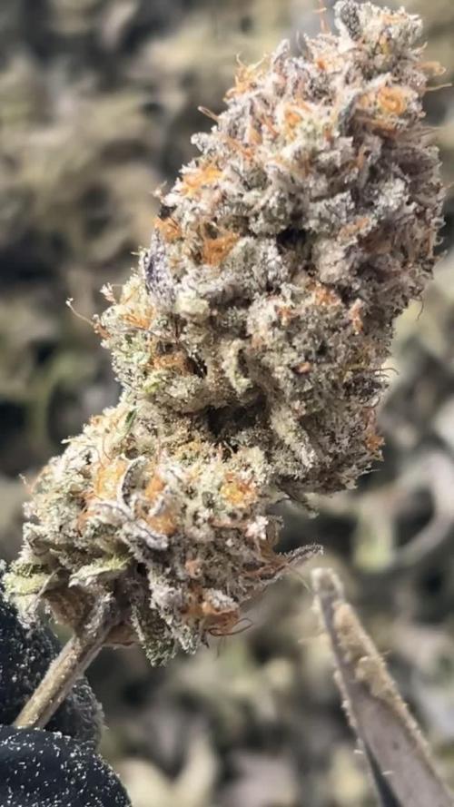 Lit Farms Rainbow zoap