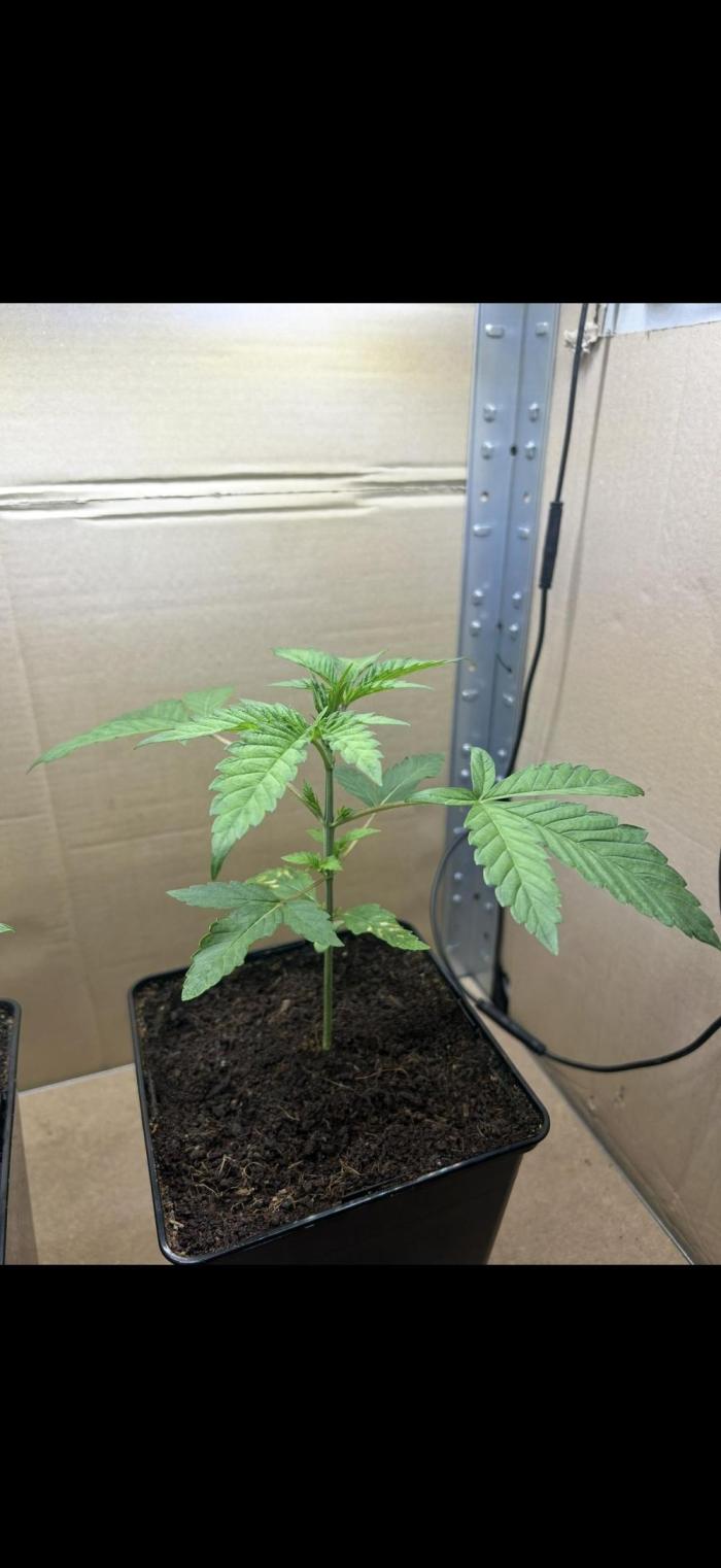 Sour garlic grapes one plant. Week 2