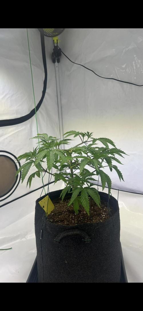 Sour garlic grapes one plant. Week 4