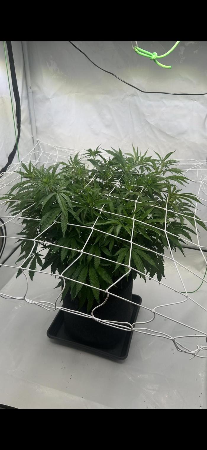 Sour garlic grapes one plant. Week 6