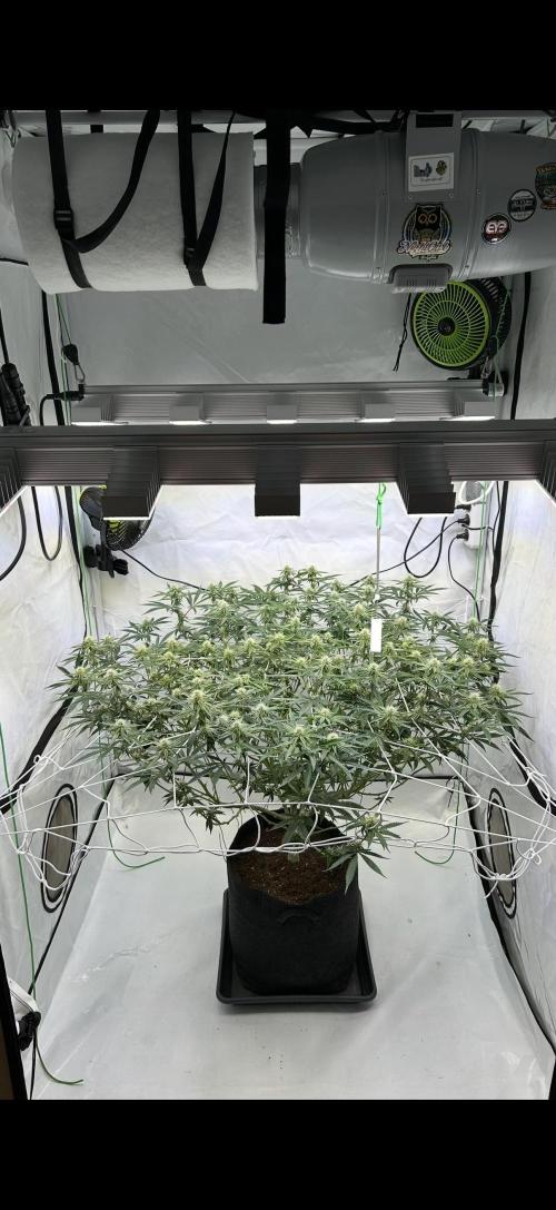 Sour garlic grapes one plant. Week 9