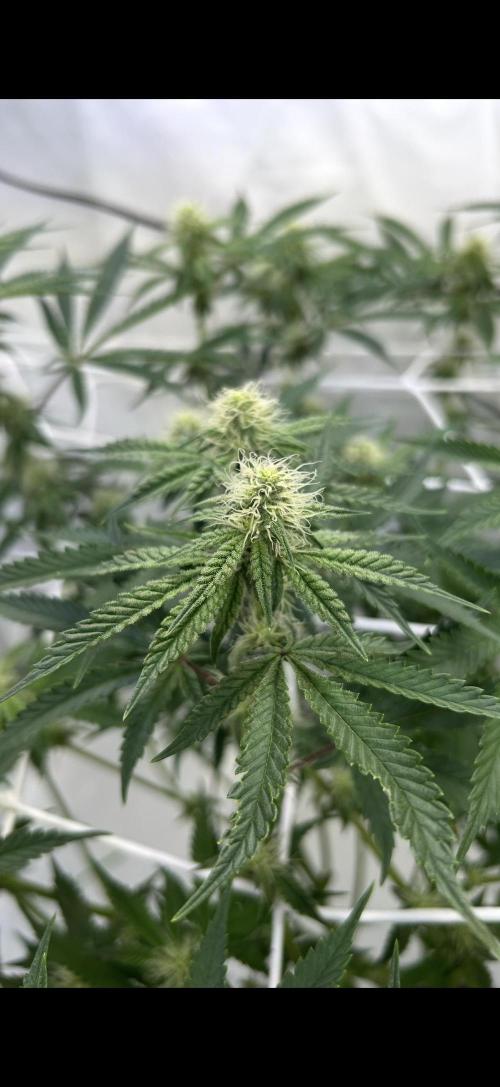 Sour garlic grapes one plant. Week 9