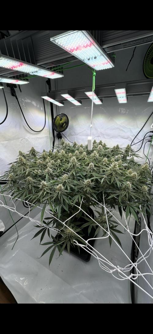 Sour garlic grapes one plant. Week 11