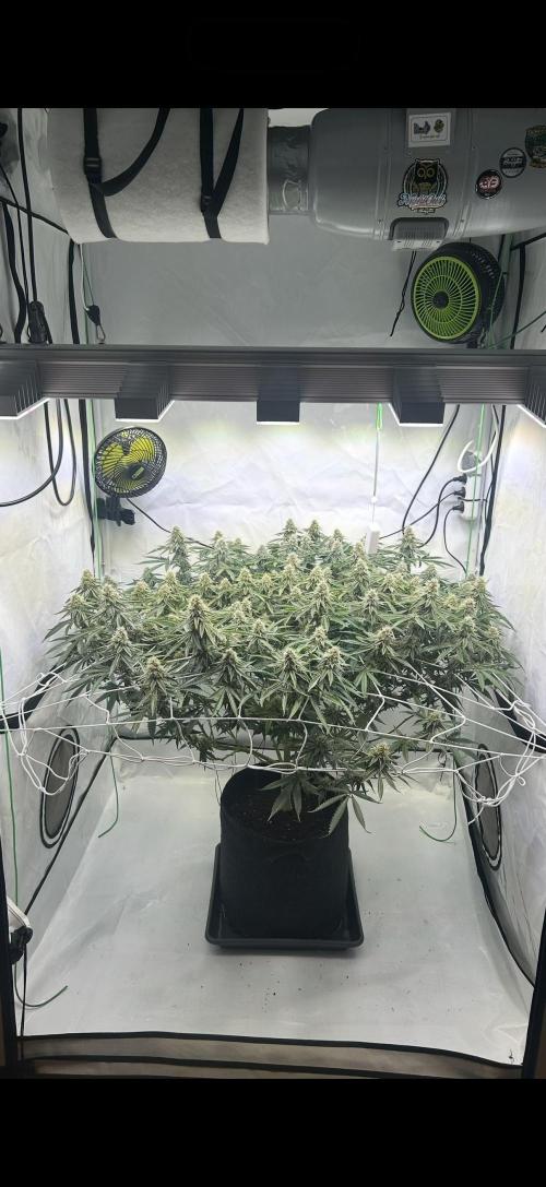 Sour garlic grapes one plant. Week 11