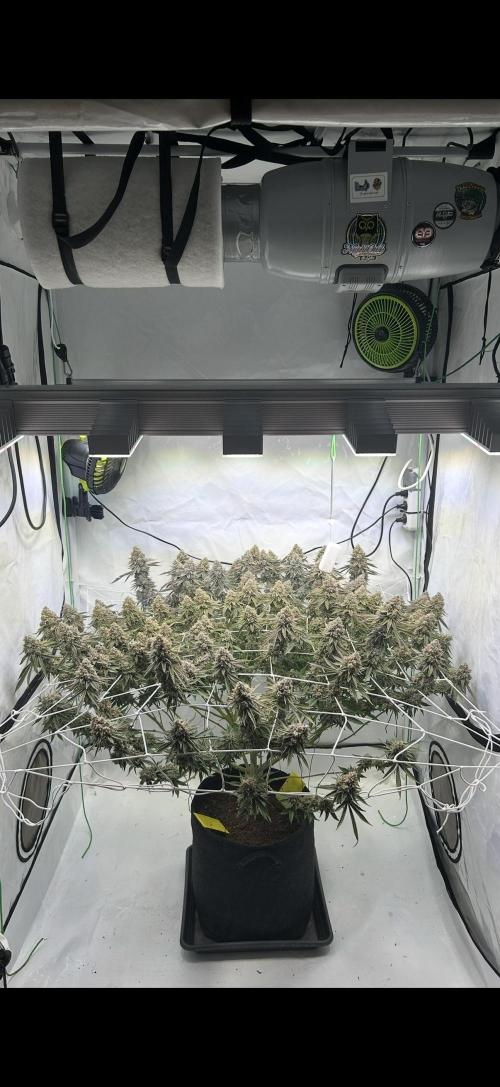 Sour garlic grapes one plant. Week 14