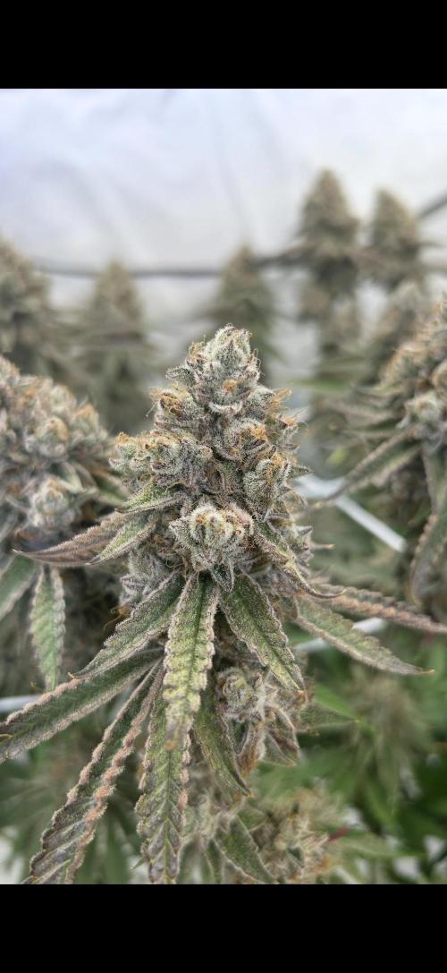 Sour garlic grapes one plant. Week 14