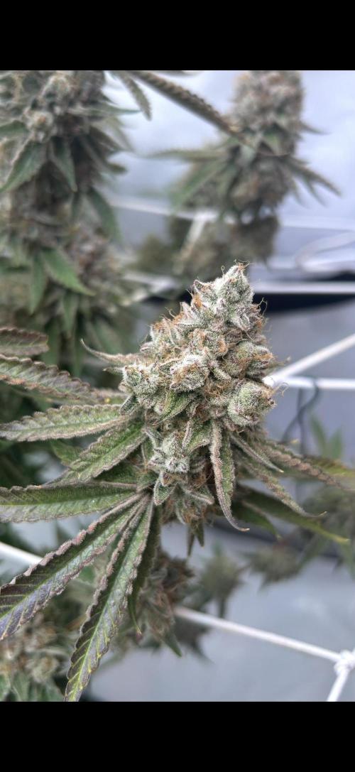 Sour garlic grapes one plant. Week 14