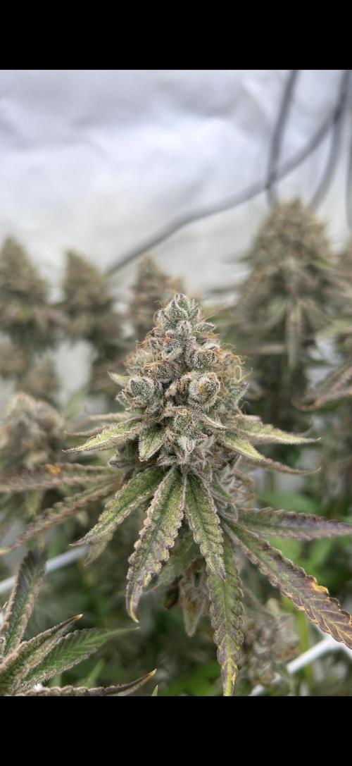 Sour garlic grapes one plant. Week 14