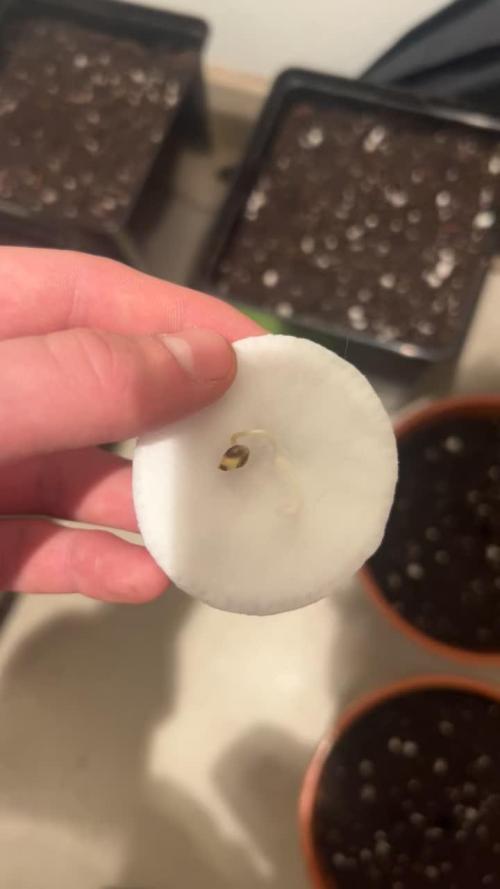 Cipher, umami, Ethos