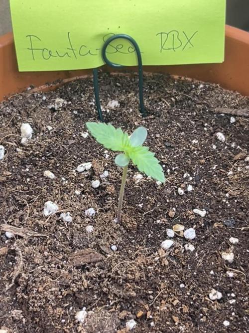 Cipher, umami, Ethos