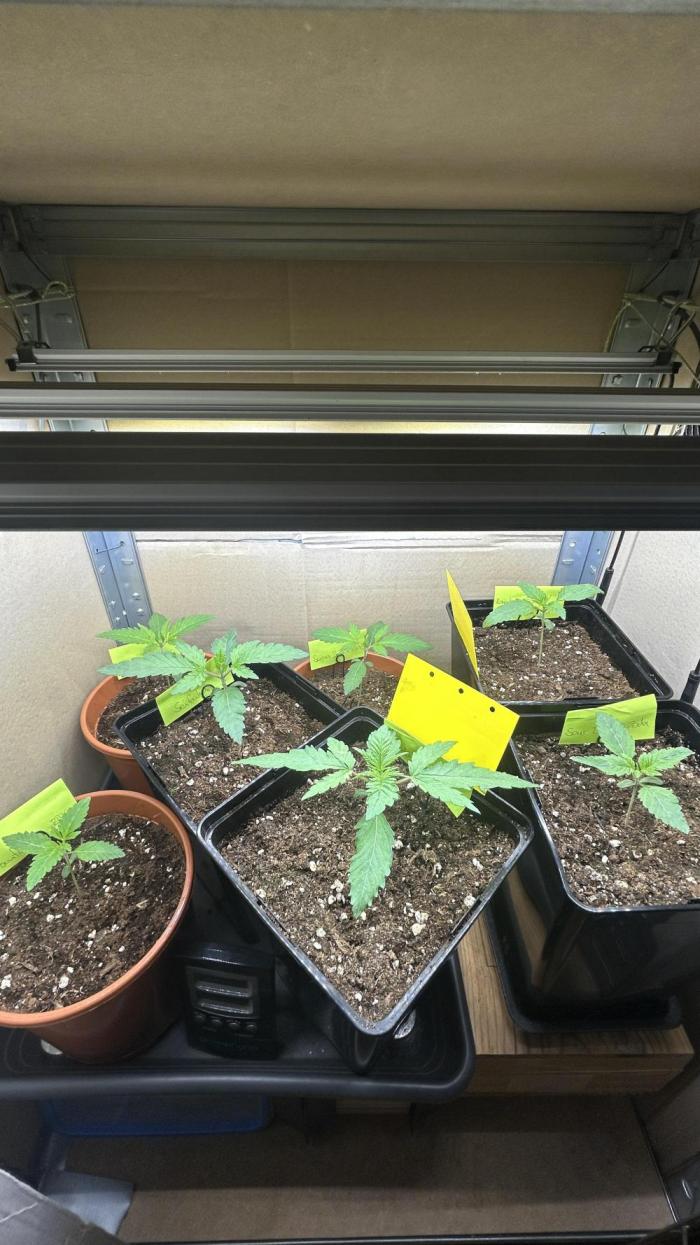 Cipher, umami, Ethos. Week 2