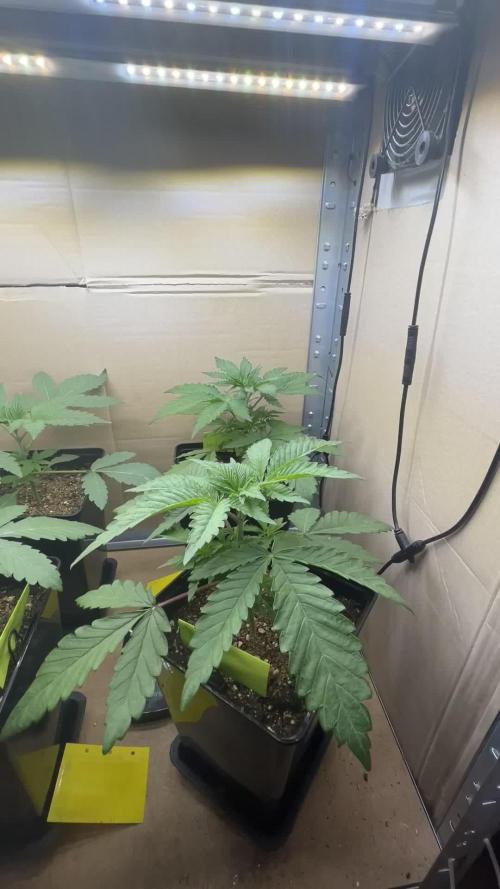 Cipher, umami, Ethos