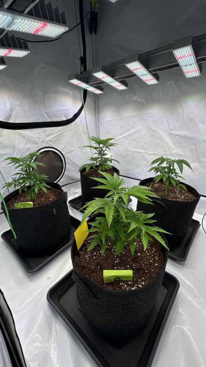 Cipher, umami, Ethos. Week 4